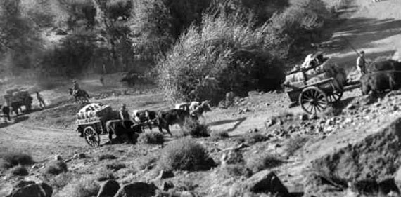Transporte de lana a Zapala. 1943